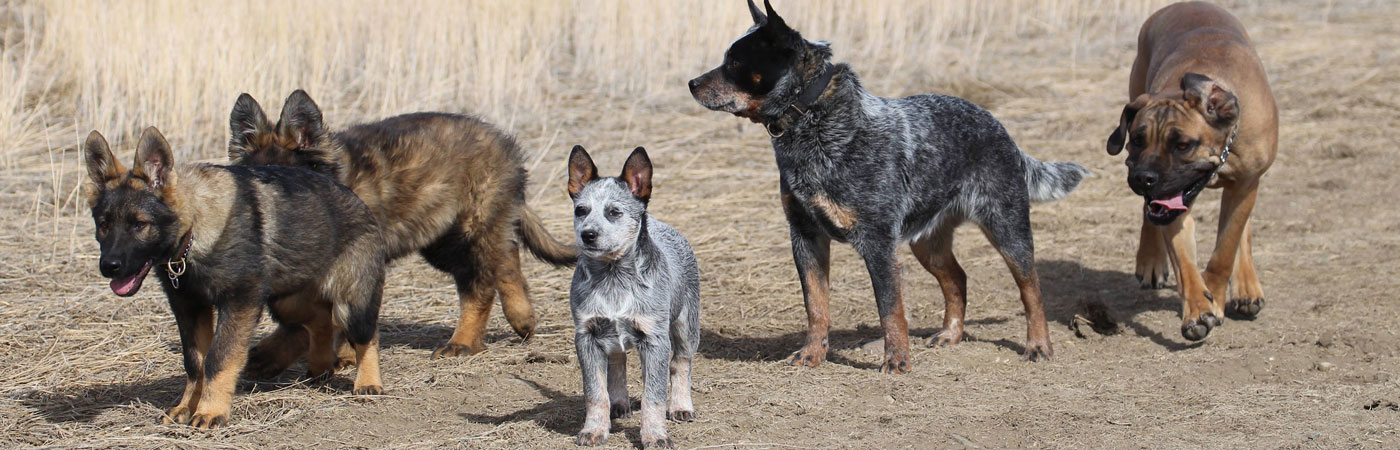 Absolutely Stirling Dog Training