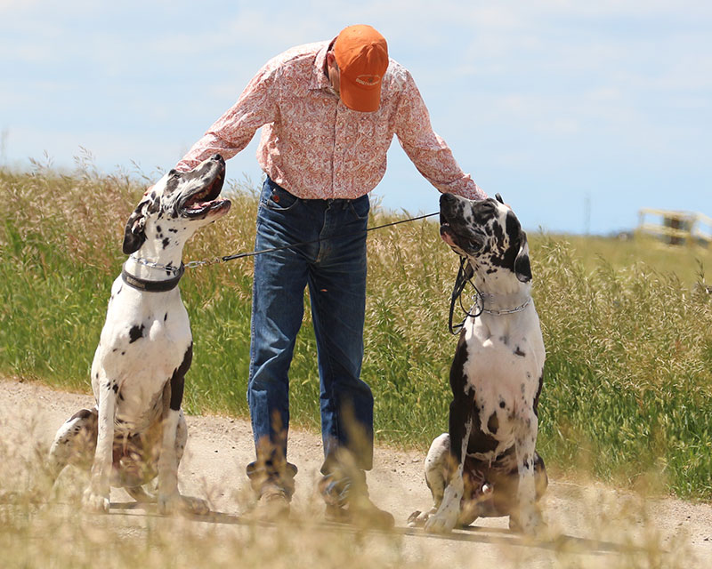 Effective, dog friendly training