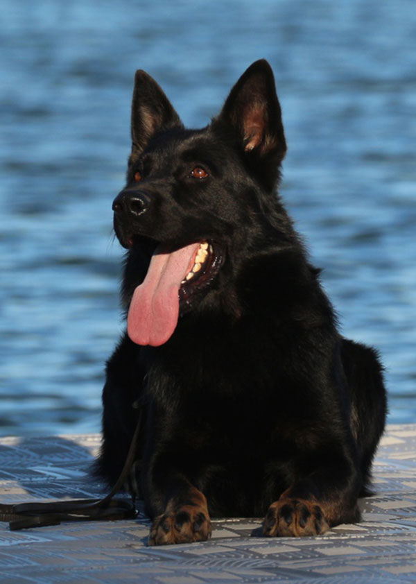 Haus Stirling Kennels Protection Dogs Haus Stirling Kennels Protection Dogs