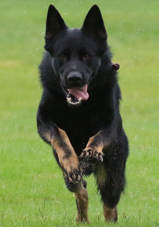 Haus Stirling Kennels Protection Dogs Haus Stirling Kennels Protection Dogs