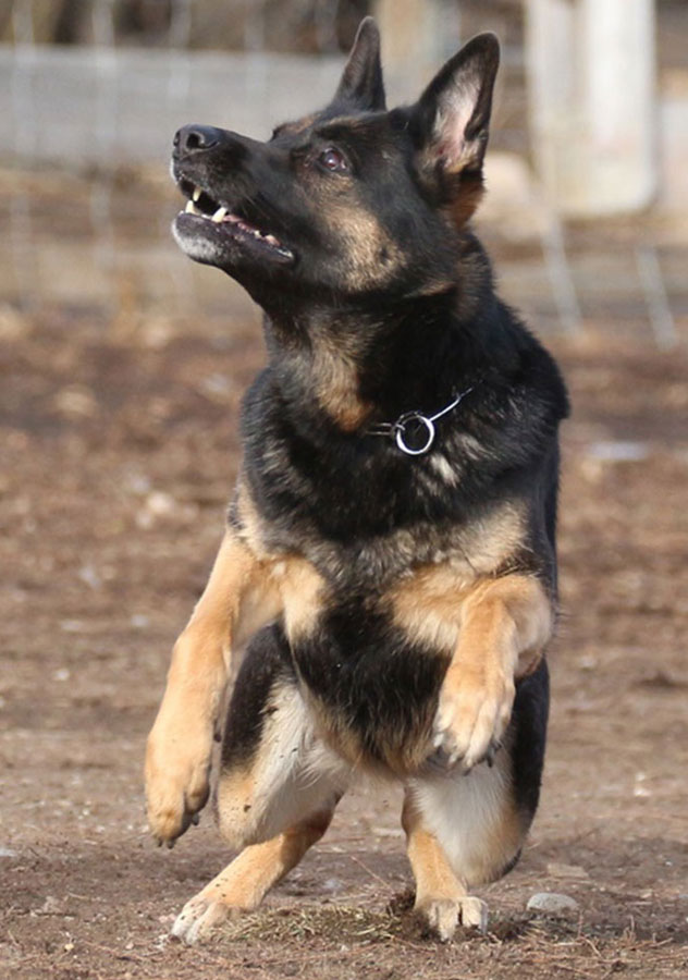Haus Stirling Kennels Protection Dogs Haus Stirling Kennels Protection Dogs