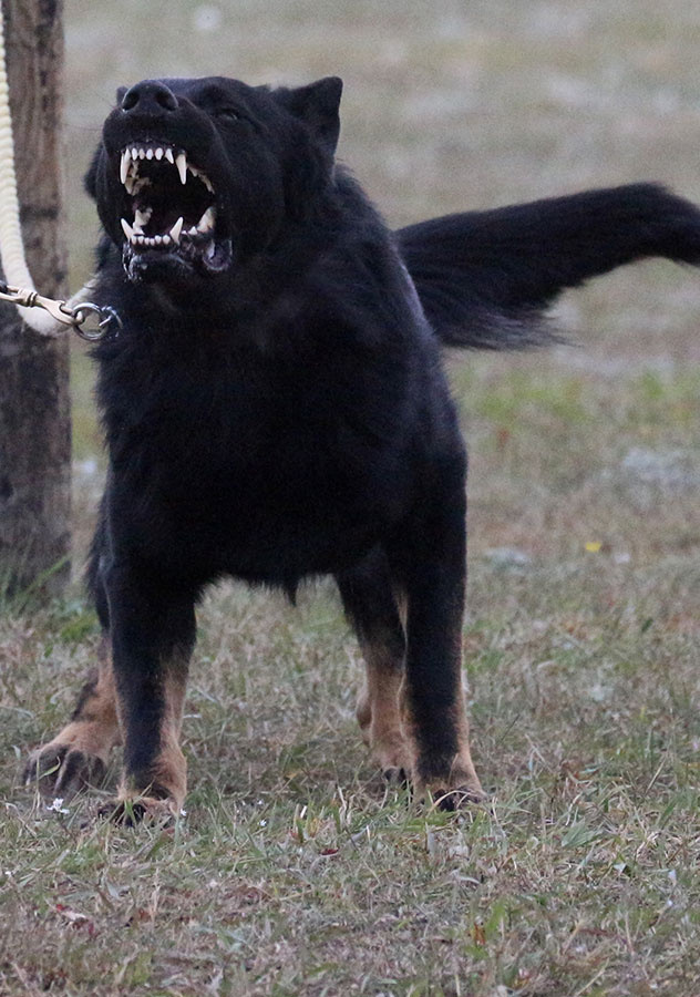 Haus Stirling Kennels Protection Dogs