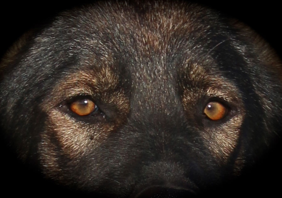 Haus Stirling Kennels Protection Dogs Haus Stirling Kennels Protection Dogs
