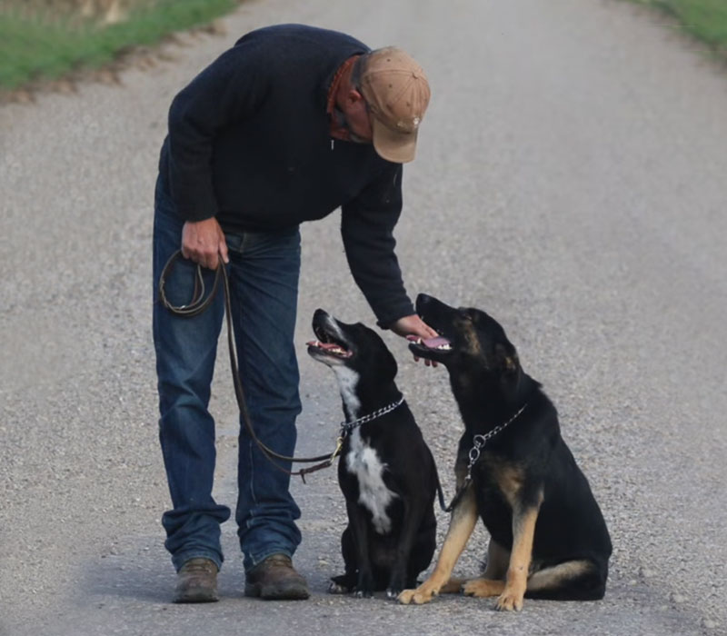 Peter's dog training tips Peter's dog training tips