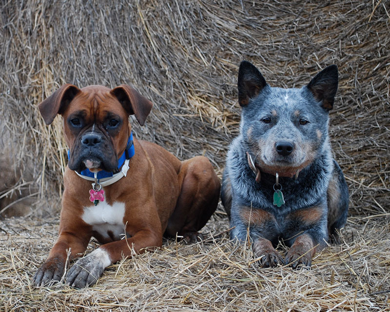 Peter's dog training tips Peter's dog training tips