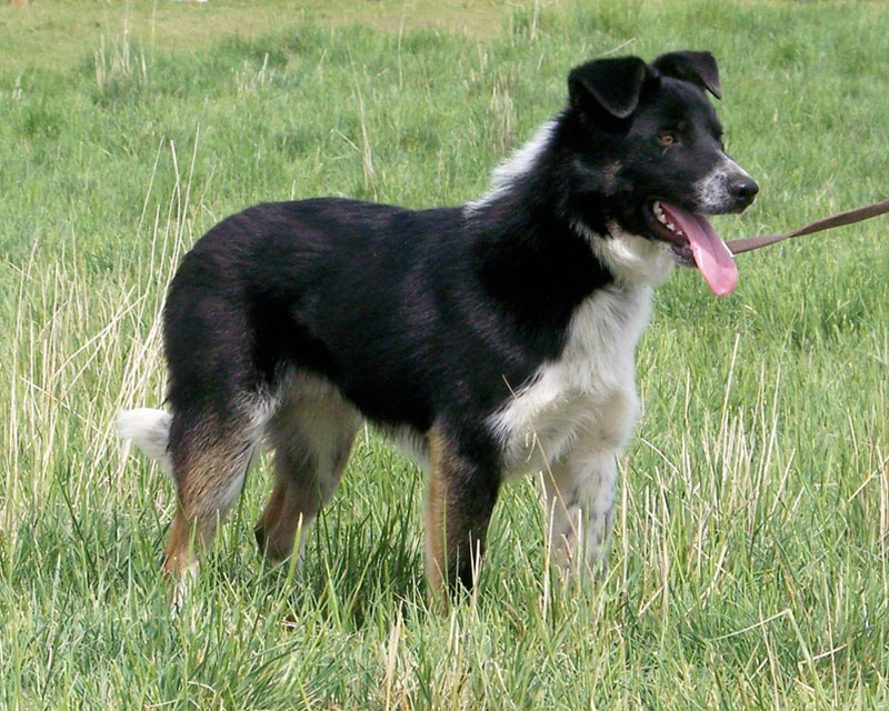 Peter's dog training tips Peter's dog training tips