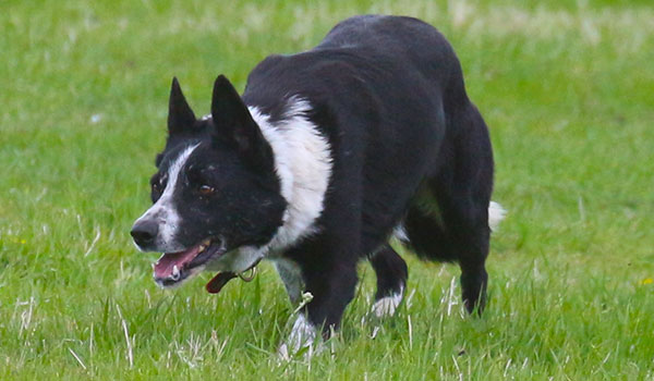 Haus Stirling Kennels Border Collies