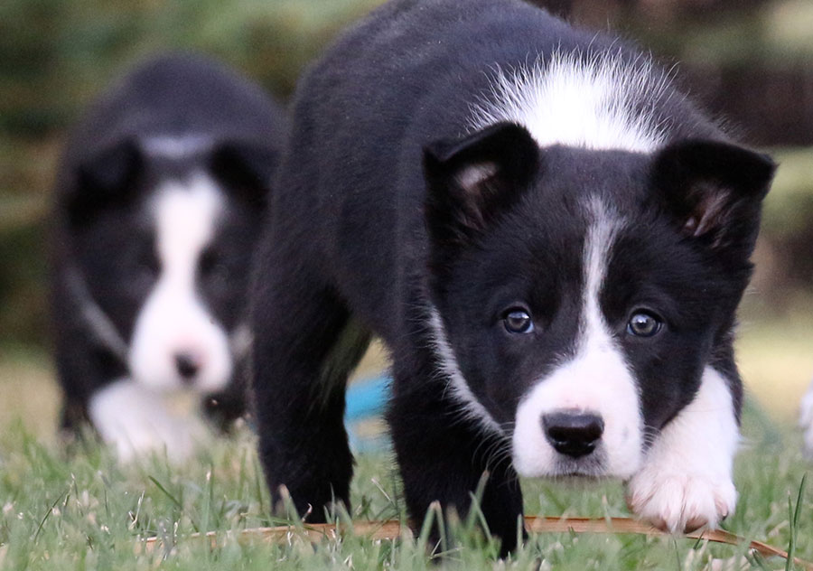Haus Stirling Kennels Border Collies Haus Stirling Kennels Border Collies