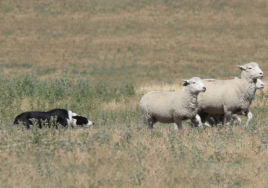 Haus Stirling Kennels Border Collies