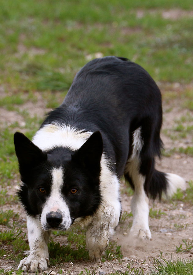 Haus Stirling Kennels Border Collies Haus Stirling Kennels Border Collies