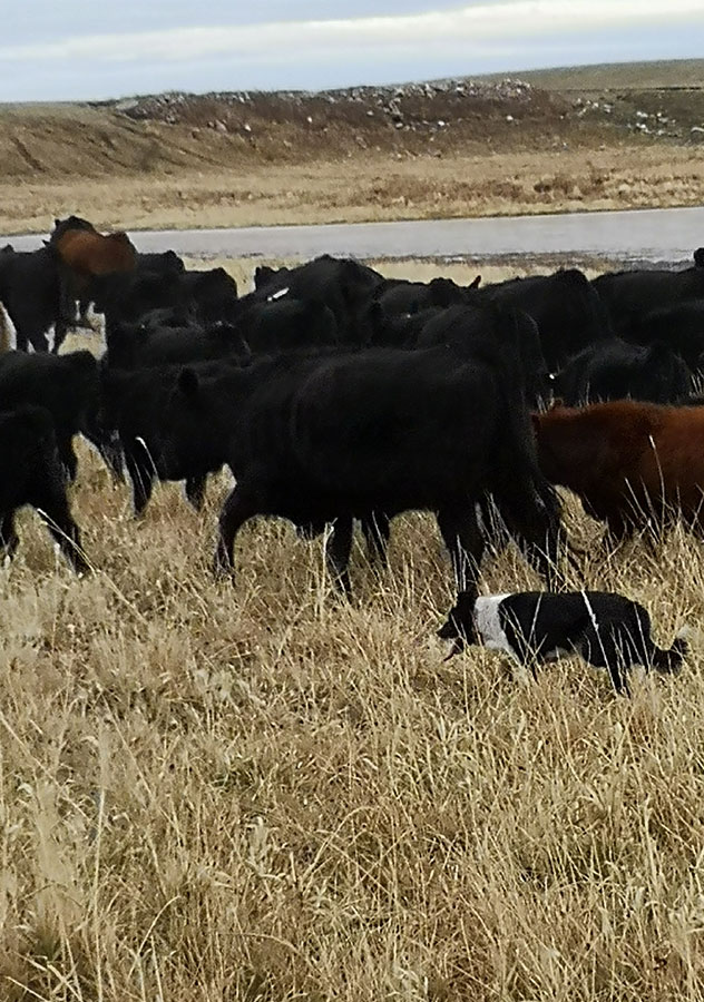 Haus Stirling Kennels Border Collies