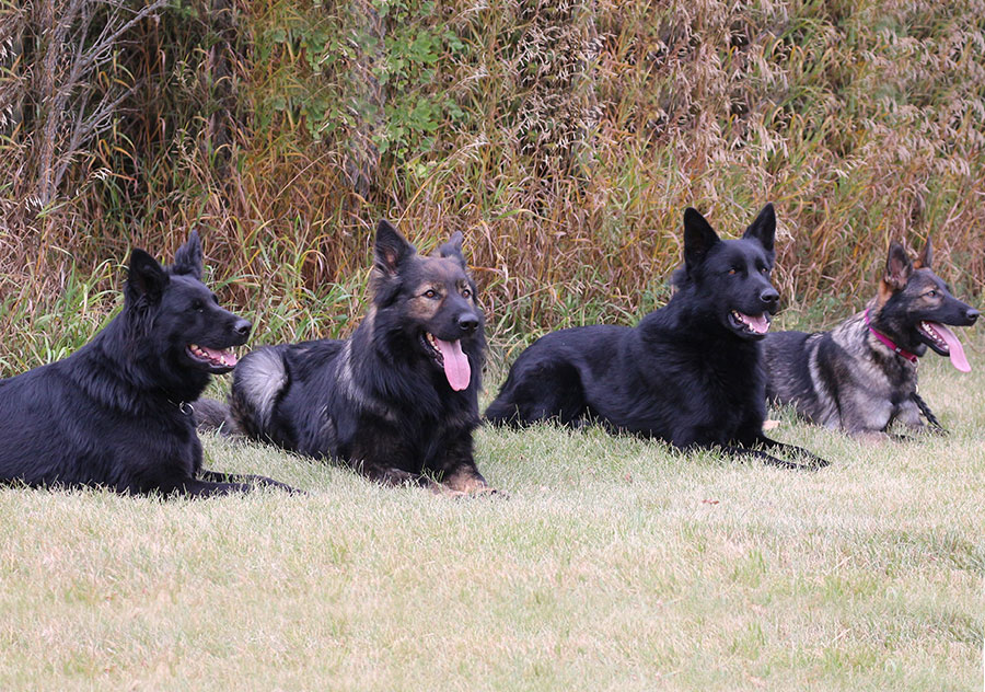 Haus Stirling Kennels German Shepherds Haus Stirling Kennels German Shepherds