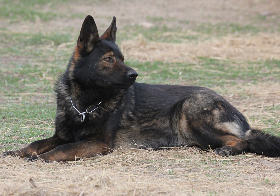 Haus Stirling Kennels German Shepherds Haus Stirling Kennels German Shepherds