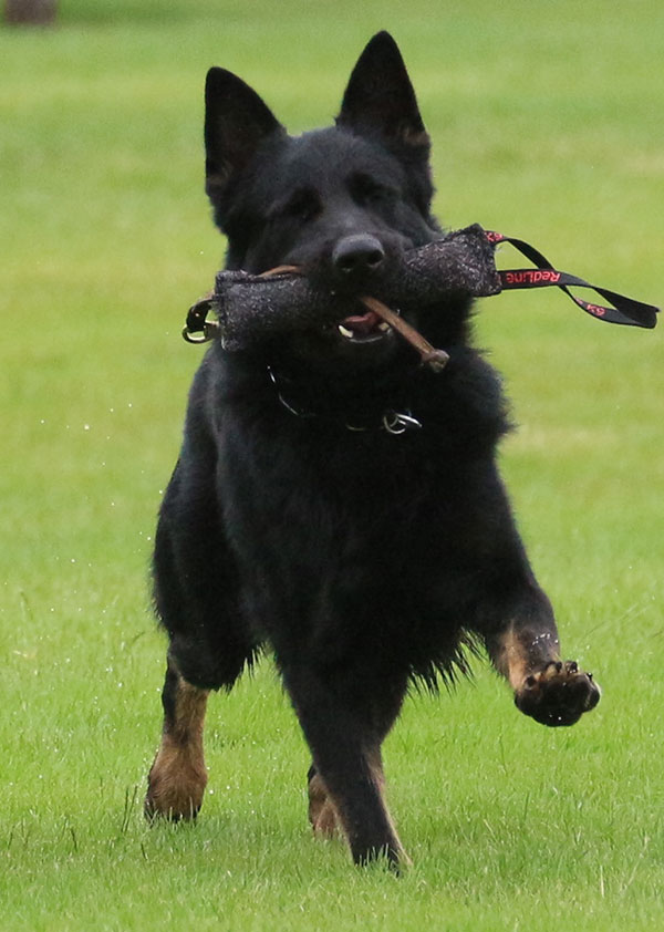 Haus Stirling Kennels German Shepherds