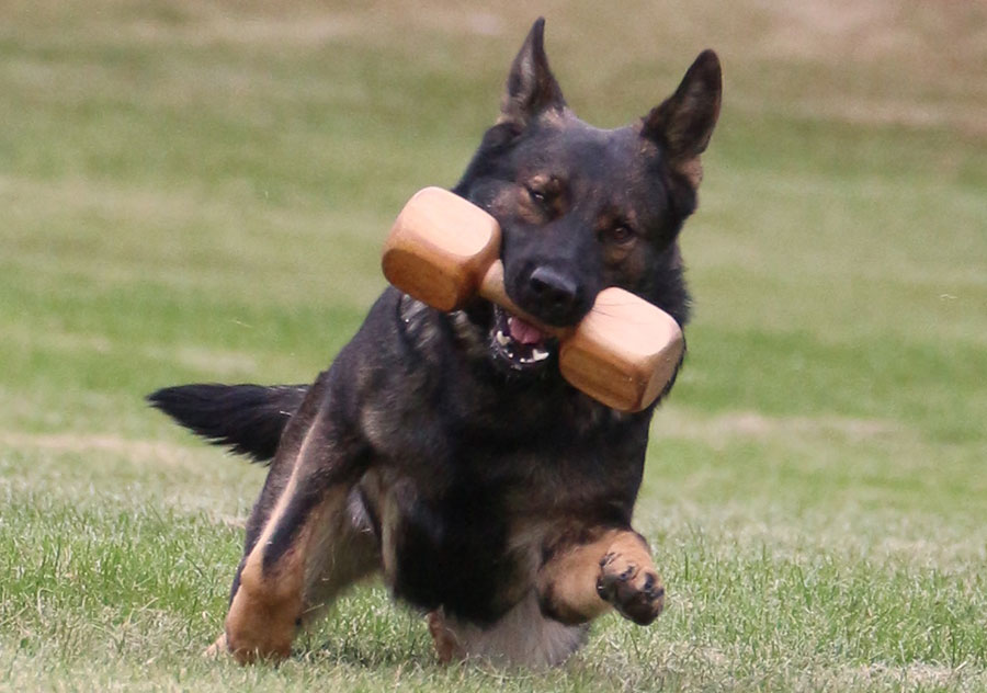 Haus Stirling Kennels German Shepherds Haus Stirling Kennels German Shepherds
