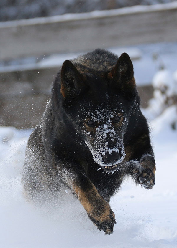 Haus Stirling Kennels German Shepherds