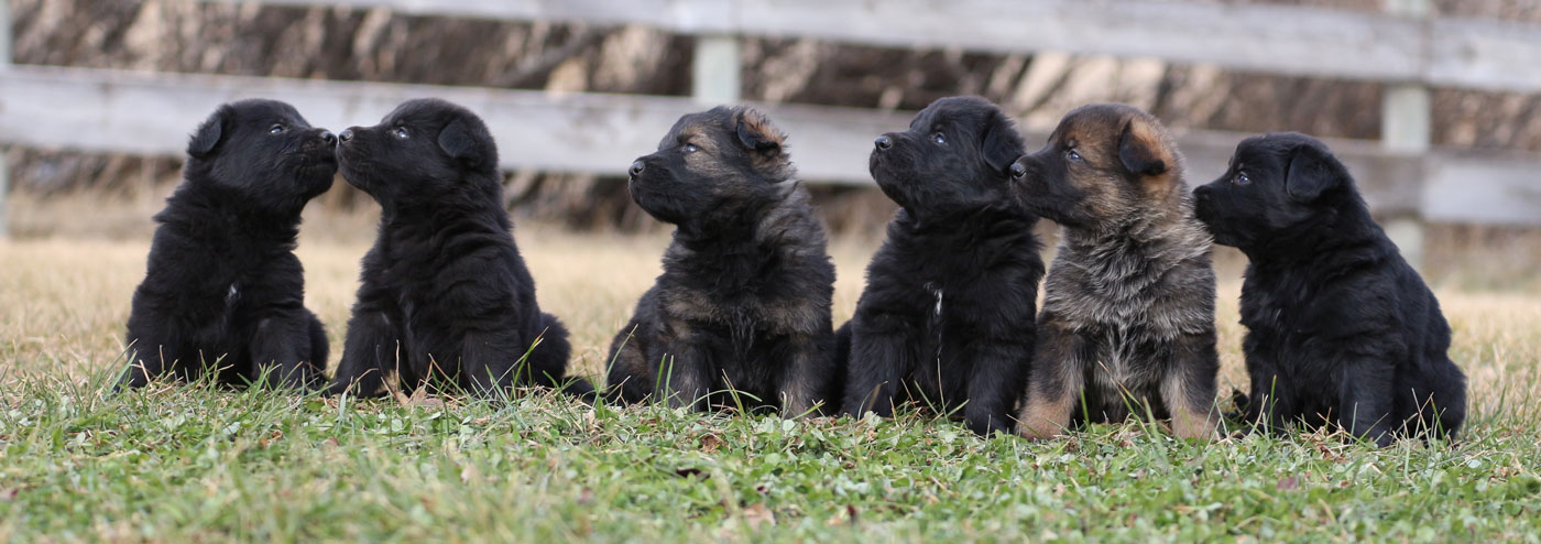 Haus Stirling Kennels German Shepherds