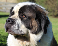 St Bernard