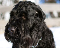 Black Russian Terrier