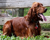 Irish Setter